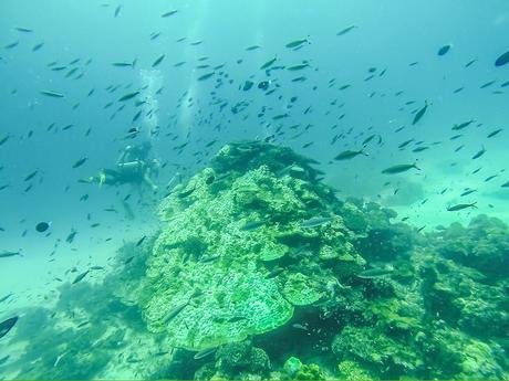 Pináculo, Guraidhoo, Maldivas