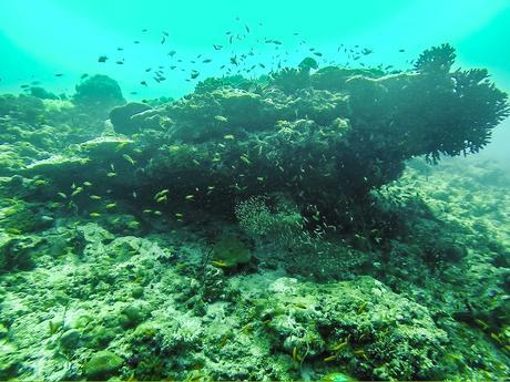 Exuberante vida marina bajo Guraidhoo, Maldivas