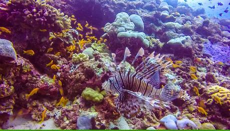 Lion Fish. Buceo en Guraidhoo, Maldivas
