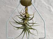 soporte para tillandsia