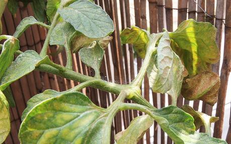 efectos-de-la-arana-roja-en-tomate-combatir-plagas-del-huerto