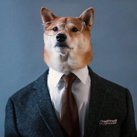 Menswear Dog, Shiba Inu, Yena Kim, Bodhi, Instagramer, menswear, Suits and Shirts, Fall 2016, fashion, Instagram, popular, 