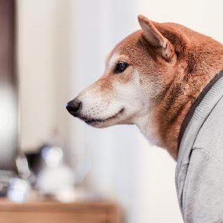 Menswear Dog, Shiba Inu, Yena Kim, Bodhi, Instagramer, menswear, Suits and Shirts, Fall 2016, fashion, Instagram, popular, 