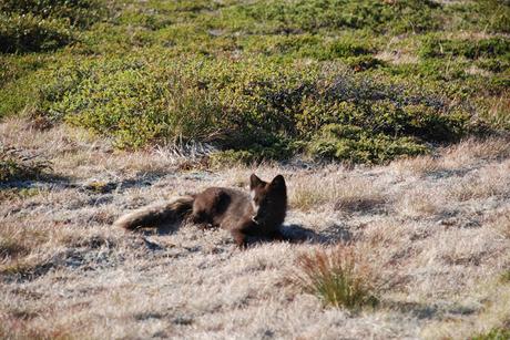 TASIUSAQ INLANDIS DE TASERMIUT