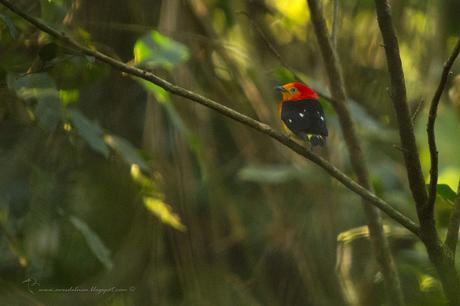 Bailarín naranja (Band-tailed manakin) Pipra fasciicauda