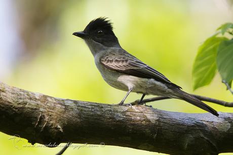 Suirirí silbón (Sirystes) Sirystes sibilator