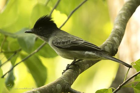 Suirirí silbón (Sirystes) Sirystes sibilator