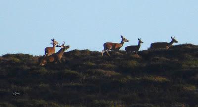 LA BERREA QUE NO CESA