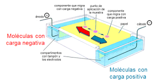 Técnicas de estudio en Bioquímica