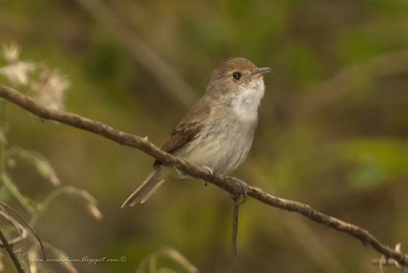 Barullero (Tawny-crowned Pygmy-Tyrant) Euscarthmus meloryphus