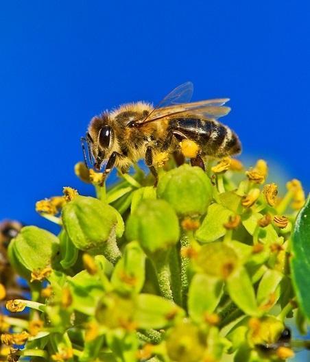 NUEVA IMAGEN: OBRERA PECOREANDO - NEW IMAGE: OBRERA FORAGING.