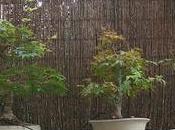 Acers Palmatum 2016