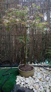 Acers Palmatum : 2016