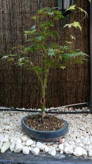 Acers Palmatum : 2016