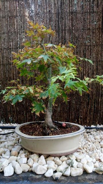 Acers Palmatum : 2016