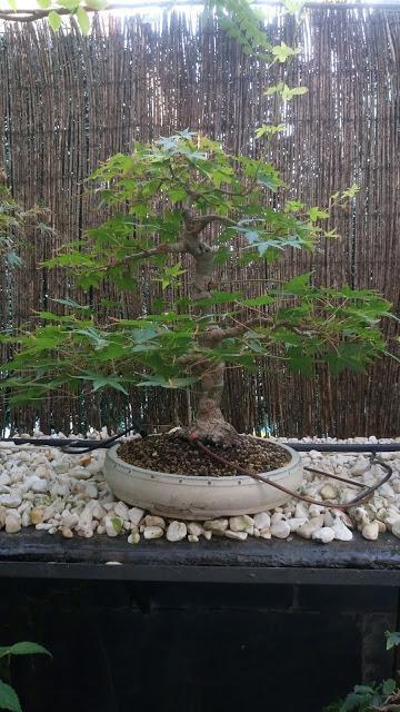 Acers Palmatum : 2016