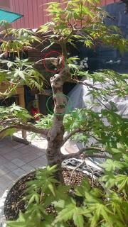 Acers Palmatum : 2016