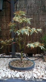 Acers Palmatum : 2016