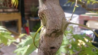 Acers Palmatum : 2016