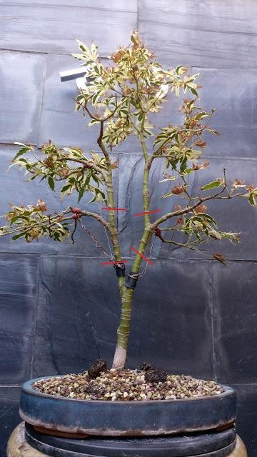 Acers Palmatum : 2016