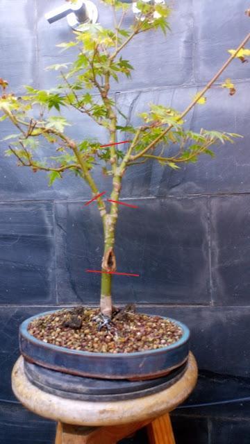 Acers Palmatum : 2016