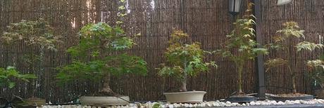 Acers Palmatum : 2016