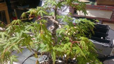 Acers Palmatum : 2016