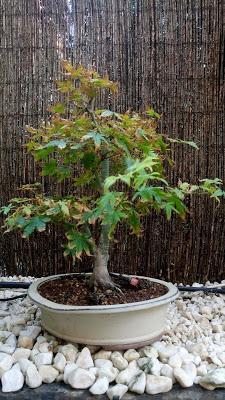 Acers Palmatum : 2016