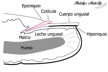 Estructura y fisiologia de las uñas