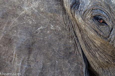 El elefante africano desaparece