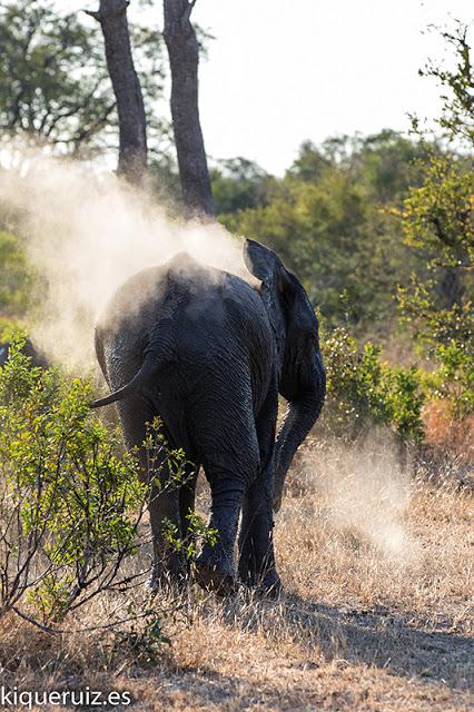El elefante africano desaparece