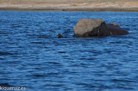 El elefante africano desaparece