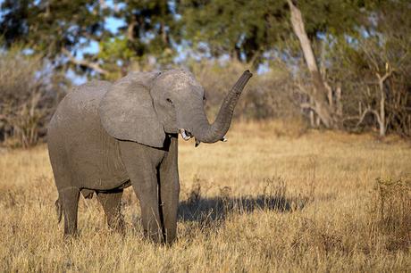 El elefante africano desaparece