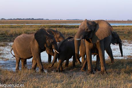 El elefante africano desaparece