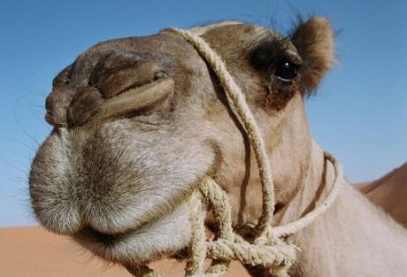 CAP. 21 . . . . . . . . . . . . . . . . . . . . . . . . . . . . . . Andanzas y tropezones de Dikembe Biyombo