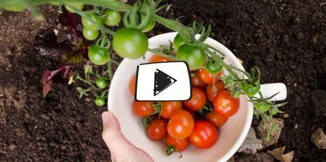 ver-video-tomates