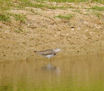 Un andarríos grande por Xagó