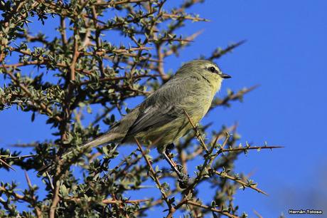 Calandrita (Stigmatura budytoides)