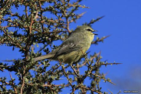 Calandrita (Stigmatura budytoides)