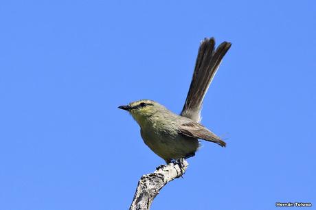 Calandrita (Stigmatura budytoides)