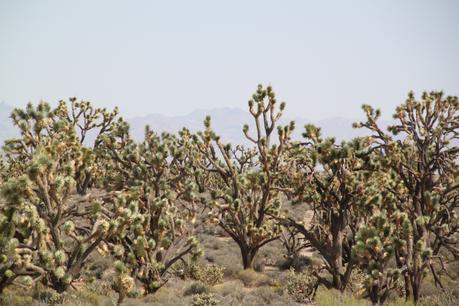 Un idiota de viaje – Carretera y manta ¿Rezando un rato?