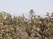 idiota viaje Carretera manta