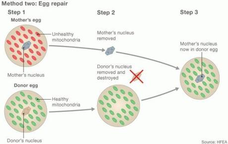 Nace el primer niño con DNA de 3 personas. Nueva técnica de fertilización