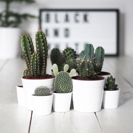 VERDE QUE TE QUIERO VERDE