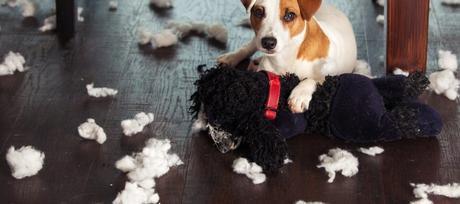 Los cinco momentos memorables de la ‘vida secreta de las mascotas’