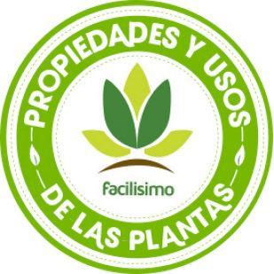 Agua de lechuga para dormir bien Agua de lechuga para dormir bien