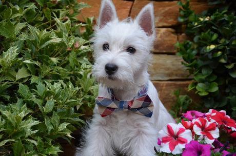 Sammydress bow ties Sammydress bow ties