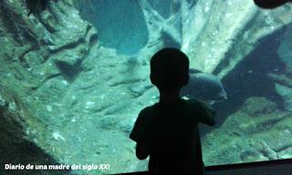 Actividades con niños: Visita a Faunia