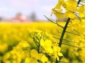 Excelentes floraciones apícolas alternativas excellent honey blooms alternatives.