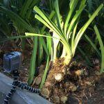  Luz de vídeo de acción Qudos Action de Knog [Reseña]